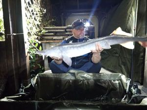 Sturgeon