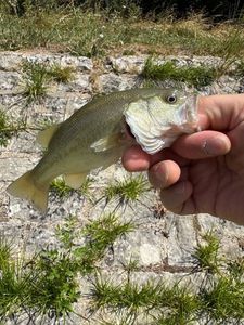 Largemouth Bass