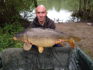 Common Carp
