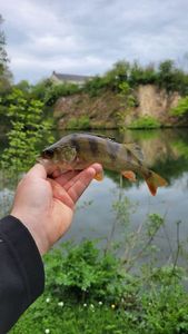 European Perch
