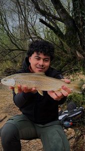 Brown Trout