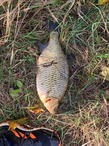 Common Bream