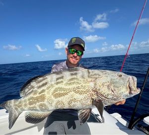 Goliath Grouper