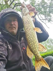 Northern Pike