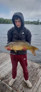 Mirror Carp