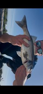 European Bass (Seabass)