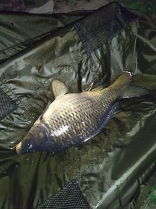 Mirror Carp