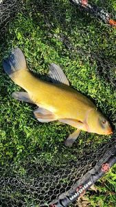 Tench