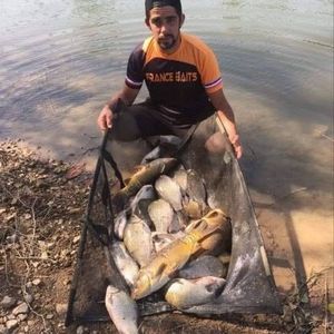 Crucian Carp