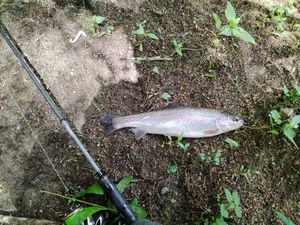 Rainbow Trout
