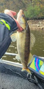 Zander