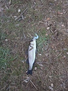 European Bass (Seabass)