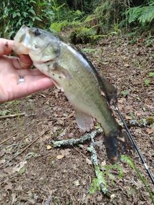 Largemouth Bass