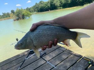 Common Carp