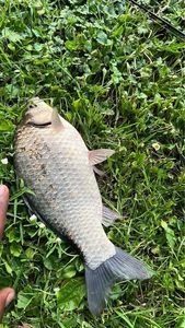 Crucian Carp