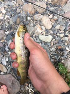 Brown Trout