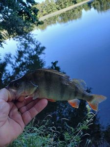 European Perch