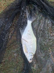 Common Bream