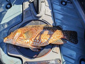 Ballan Wrasse
