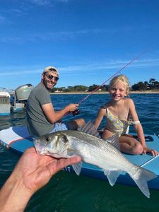 European Bass (Seabass)