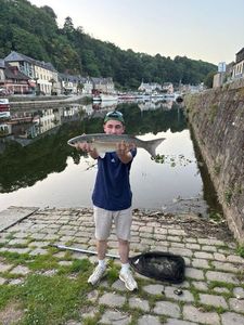 Thicklip Grey Mullet