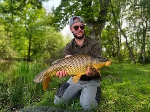 Common Carp