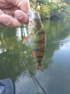 European Perch