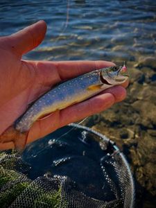 Brook Trout