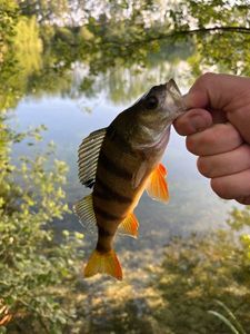 European Perch