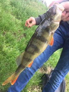 European Perch