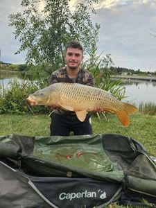 Common Carp