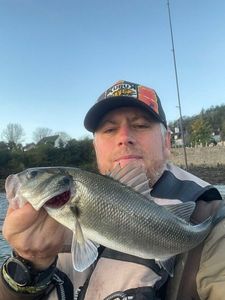 European Bass (Seabass)