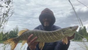 Northern Pike