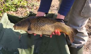 Common Carp