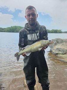 Zander