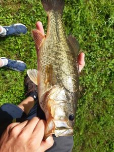 Smallmouth Bass