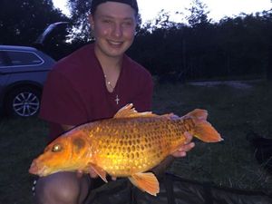 Koï Fish