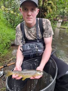 Brown Trout