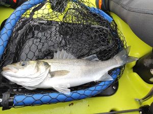European Bass (Seabass)