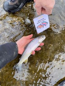 Brown Trout