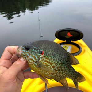 Green Sunfish