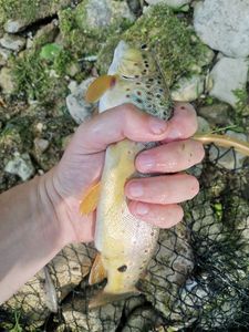 Brown Trout