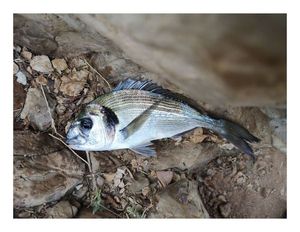 Gilthead Seabream