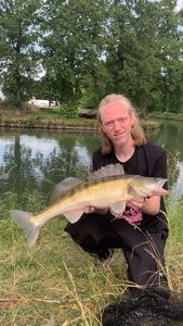 Zander
