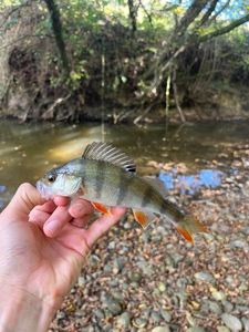 European Perch