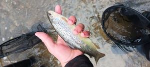 Brown Trout
