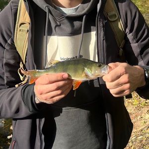 European Perch