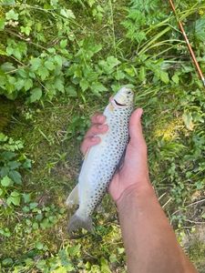 Brown Trout