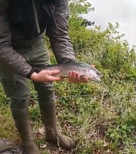 Rainbow Trout