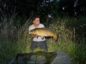 Common Carp